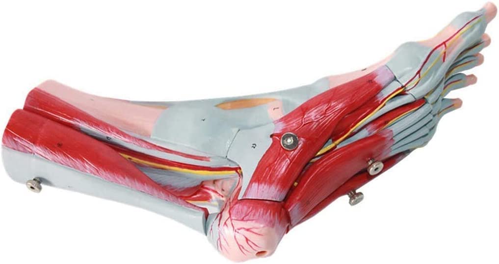 Sjdopulse A Foot Joint Model With Ligaments -Medical Natomical Foot Muscle Nd Skeleton Vascular Nerve Model - Detachable Human Foot Joint Model For Study Dsplay Teaching (A)
