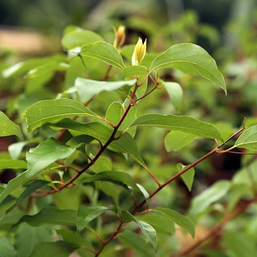 Aceite Esencial Ravintsara 18ml Aromatics International miniatura 2