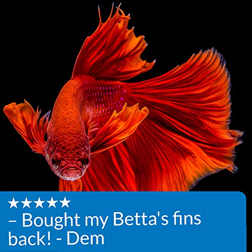 API FIN & BODY CURE Freshwater Fish Powder Medication 10-Count Box - Image 8