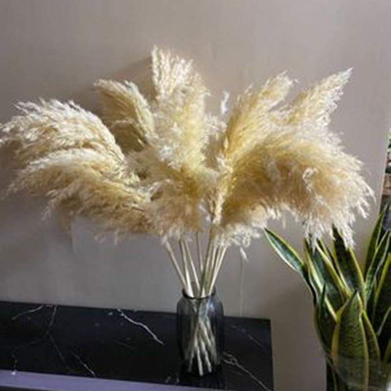 Pampas Grass 45cm Multicolor Pack de 5 miniatura 3