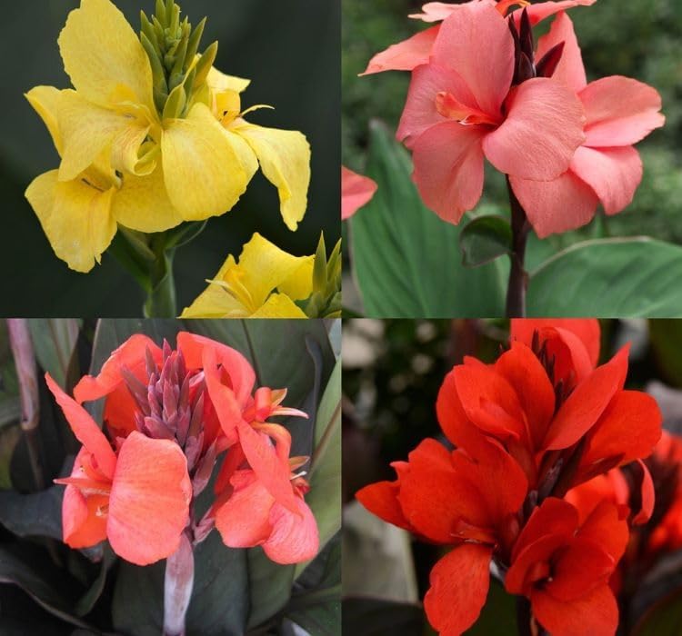 CANNA - TESBİH ÇİÇEĞİ - KARIŞIK (5 Tohum)
