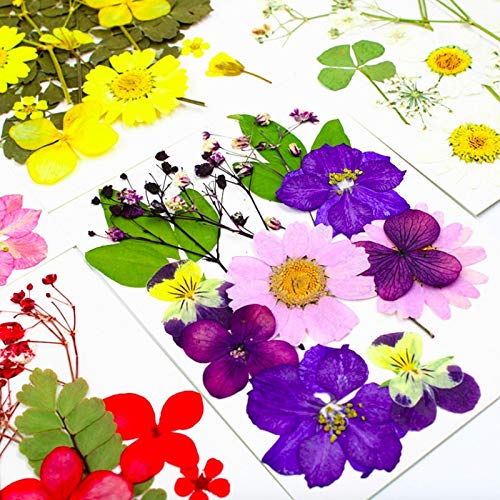Flores prensadas secas naturales 176 piezas para manualidades miniatura 3