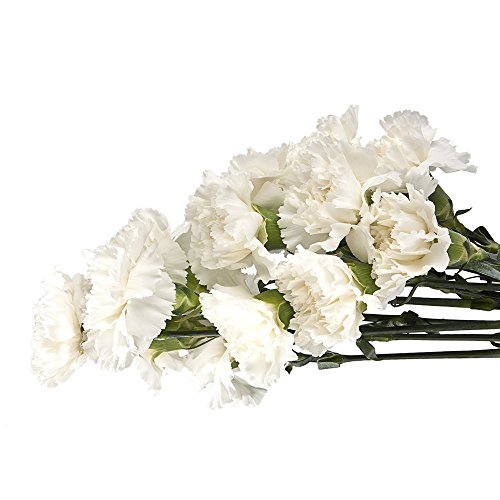 Eflowerwholesale COLUMBIA Cut Flowers - 100 Stems White Carnations - Fresh Flowers -Shipping Included