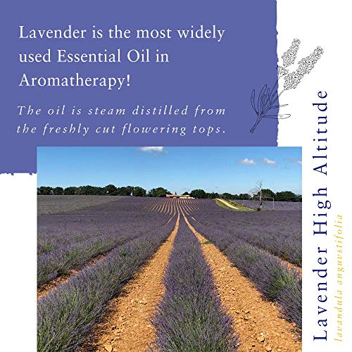 Aceite Esencial de Lavanda 10 ml Absolute Aromas miniatura 2