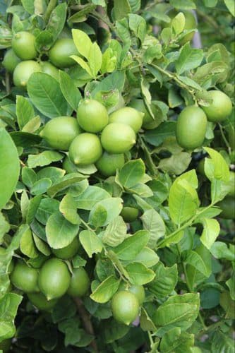 THE GREEN VIEW GARDENS All Time SeedLess Lemon Tree Plant Desi Pati ...