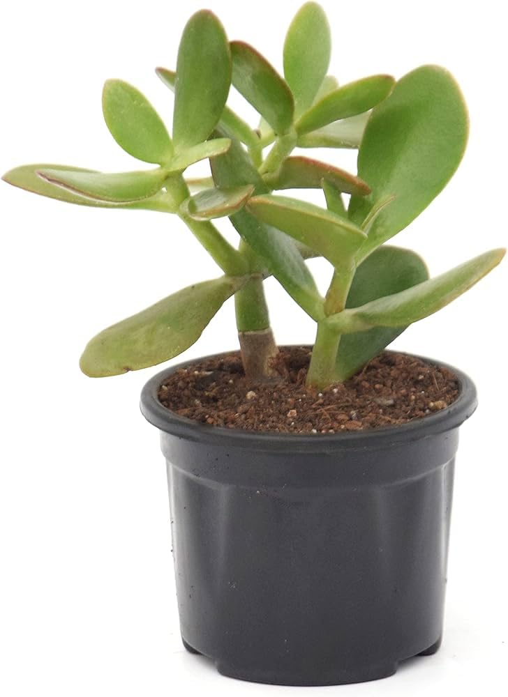 Jade Plant, Pack of 1 – Good Luck Succulent for Home & Office-image-28