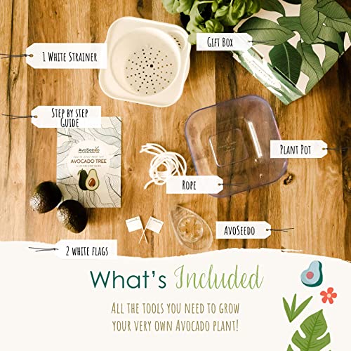 Eco-Friendly Way to Grow Avocado from Seed - Image 2