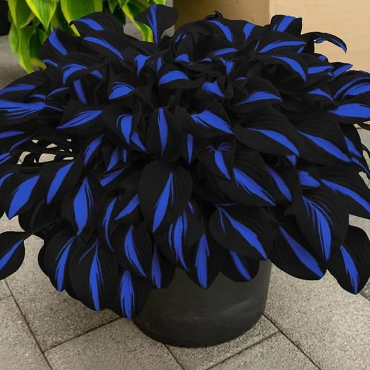 Hosta Plants for Sale, Ornamental Flowers, Easy to Maintain, Hosta Bulbs Live, No Watering Required, Hardy Perennial, Garden Decoration,-10bulbs-c