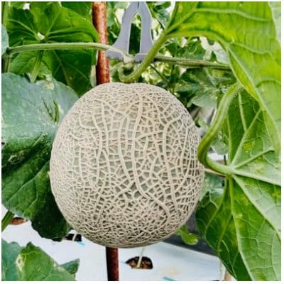 (2025年12月より順次発送)カツジファームのメロンLL2玉(専用箱入り)