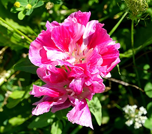Sommerazalee Mix - Godetia grandiflora+amoena - Clarkia - Atlasblume - Mandelröschen - 1000 Samen Sommerazalee Mix - Godetia grandiflora+amoena - Clarkia - Atlasblume - Mandelröschen - 1000 Samen