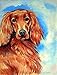 PatioPlus 11 x 15 in. Irish Setter Flag Garden Size
