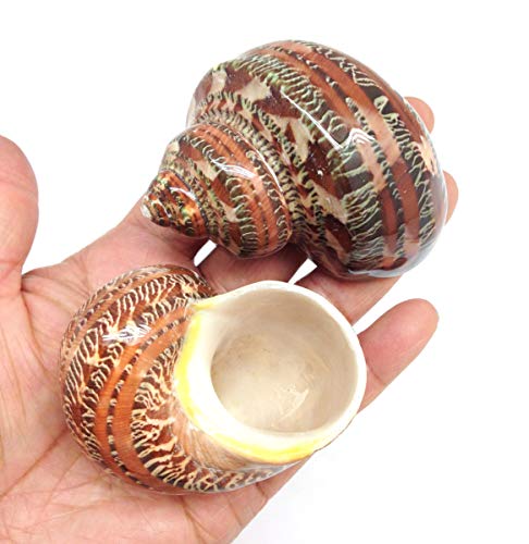 Image of PEPPERLONELY 2 PC Natural Large Hermit Crab Shells, Tapestry Turbo, 2 Inch ~ 2-1 /2 Inch