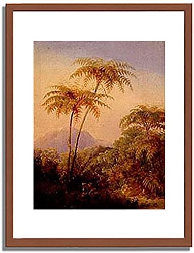 Amazon.co.jp ヨハン・モーリッツ・ルゲンダス Rugendas, Johann Moritz「Baumfarn aus dem