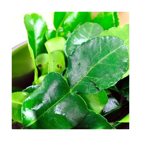 8 Oz. (1/2 Lb). Thai Fresh Kaffir Lime Leaves-grown Organically, Natural with No Pesticides Cover