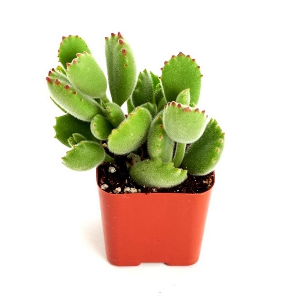 OhhSome Succulent Plants Cotyledon Tomentosa Bear Paw, 5.5 Cm Pot Rare (Gardening Healthy Live Plant)