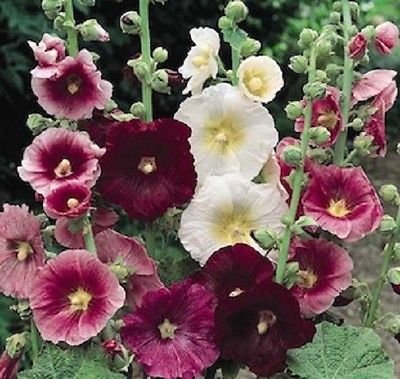 morebargins_com 50 Seeds Hollyhock Indian Spring Holly Hock Seeds (Perennial)