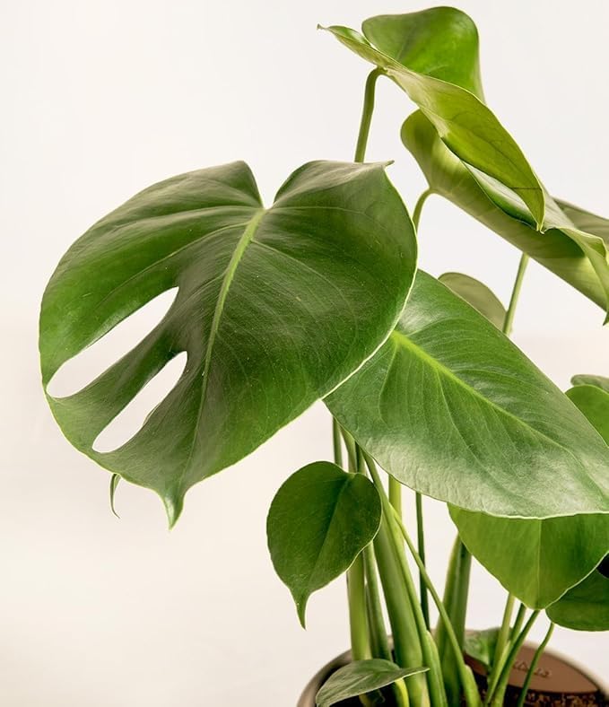 Image of Original Monstera Deliciosa Live Plant - Pack of 1 Healthy Indoor Tropical Houseplant for Home, Office & Garden Decor - Air-Purifying Lush Green Foliage With Grow Bag & pot