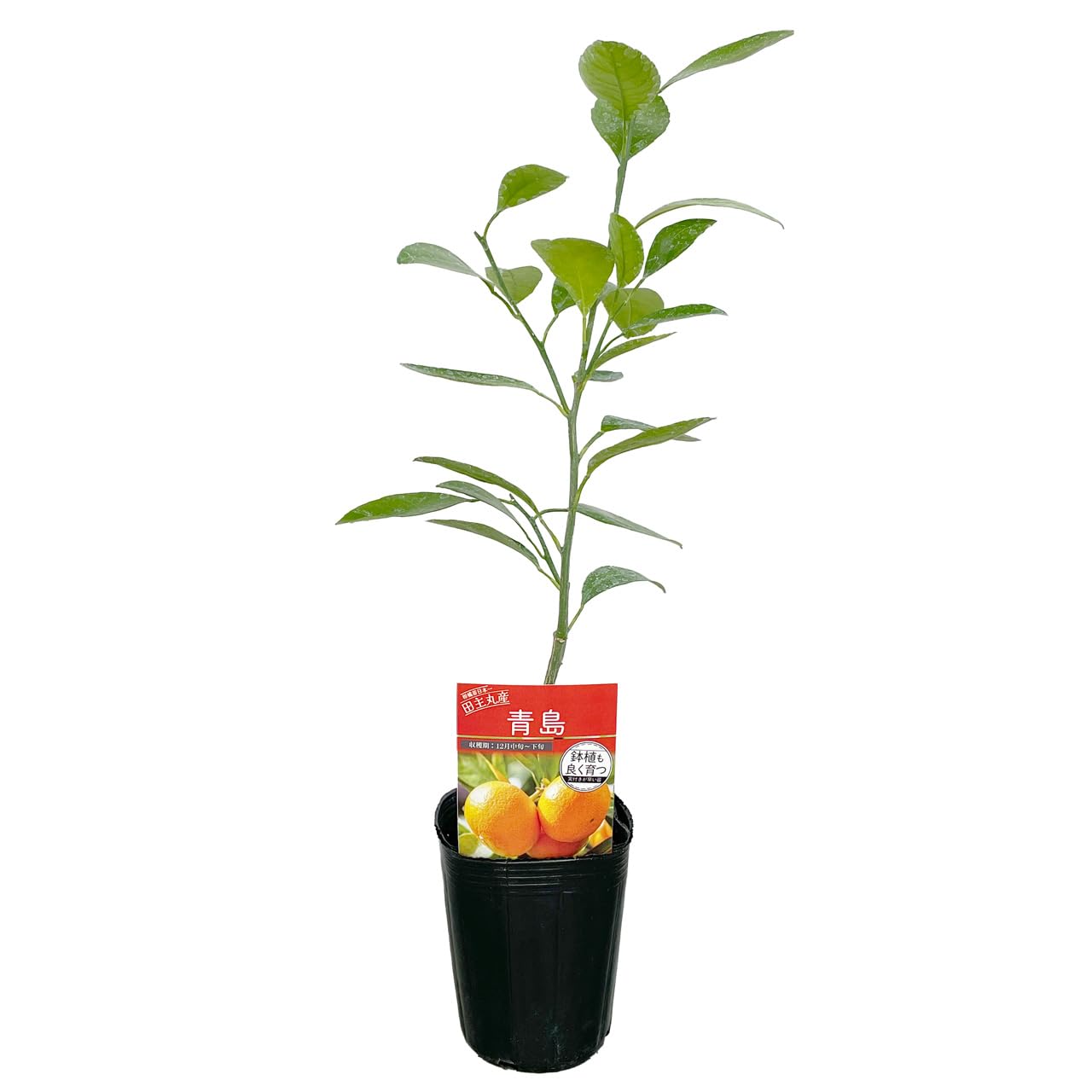 Amazon.co.jp: 温州みかん 青島 苗木 [小] 9cmポット 接木 【自宅で