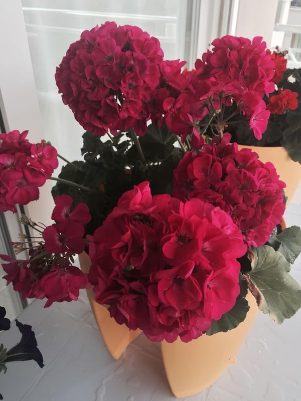 Geranium Imported Flower Seeds For Home Gardening | Pack Of 50 To 70 Seeds (Dark Red)