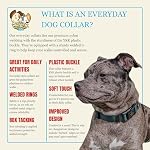 Country Brook Petz - Everyday Nylon Dog Collar for Large, Medium, and Small Dogs and Puppies - for Everyday Use in 30+ Colors (Medium, 3/4 Inch Wide, Green) - Image 5