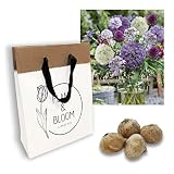 Plant & Bloom U-Pick Allium Mix from Holland, 20 bulbs - Easy to grow - For Fall Planting in Your Garden - Dutch quality - Mixed Colours Blooms - Cut Flower Bouquet
