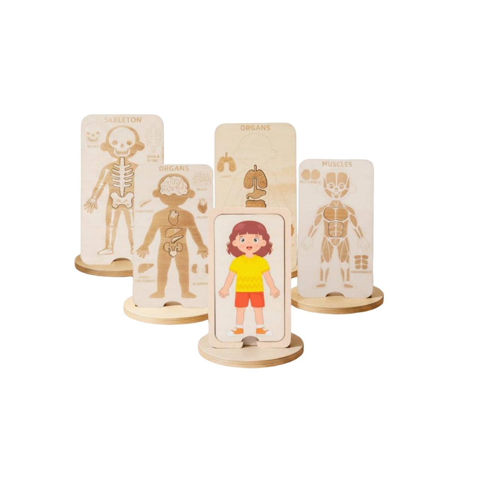 Puzzle Corpo Umano per Bambini in Legno con Strati di Muscoli Pelle Organi Scheletro per Sviluppo Motorio Adatto a Prescolari E, Bambina