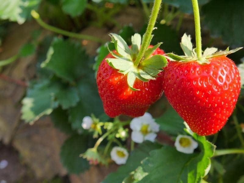 Image of Healthy Vibe Premium Everbearing Strawberry Plant - Sweet and Juicy Berries for Your Garden - Hardy and Easy to Grow - Perfect for Home Gardening (Strawberry Plant-PC-2)