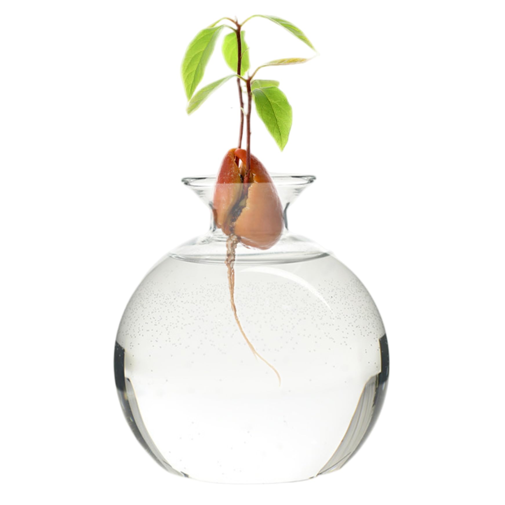 Vase à avocat en verre borosilicate pour culture hydroponique et bouturage de plantes