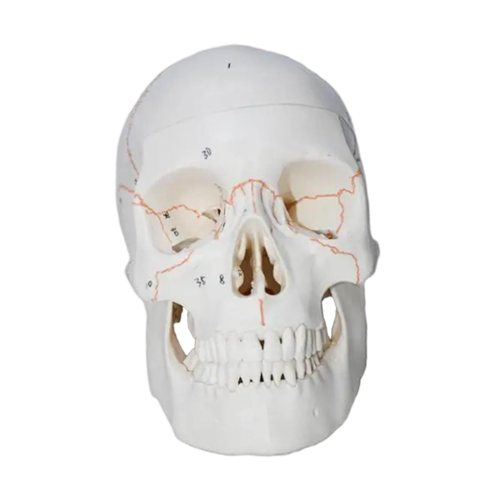 Oshhni Modelo de cráneo Humano Anatomía Modelo de Esqueleto Estudio Educativo Muestra de educación científica para la Herramienta de enseñanza Preescolar