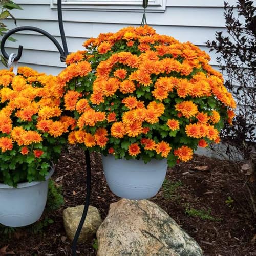 Chrysanthemum Plants Live Tree Well Rooted, 4 to 6 Inches Tall, Mums Plants Live, 2 Plants for The Patio and Garden (Orange) Chrysanthemum Plants Live Tree Well Rooted, 4 to 6 Inches Tall, Mums Plants Live, 2 Plants for The Patio and Garden (Orange)