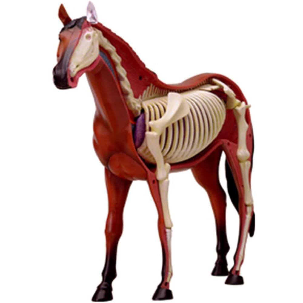Genérico Modelo 4D de anatomía de caballo - Esqueleto de animal, biología desmontable, 26 piezas para clínica veterinaria de mascotas FormaciónEnseñanza escolar
