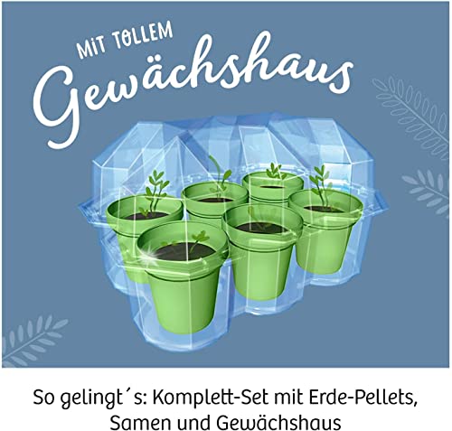 Kosmos 657802 Mimosen-Garten, Pflanzen züchten und erforschen, Komplett-Set mit Mini-Gewächshaus Experimentier-Set für Kinder ab 6-10 Jahre, Mitbringexperiment Teal/Turquoise Green
