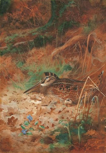 Cuadro lienzo becada y pollito Archibald Thorburn pintura 60x90