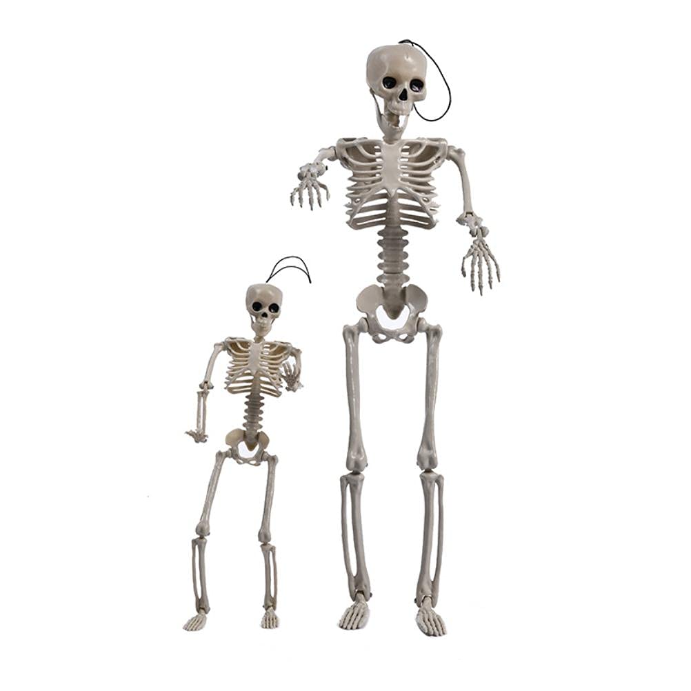 Squelette Humain En Plastique Avec Articulations Mobiles Pour