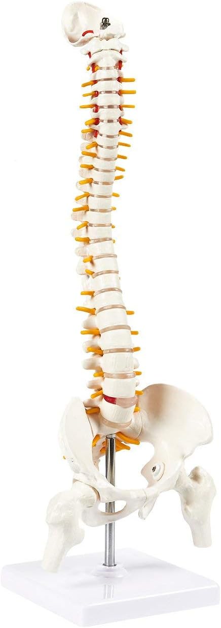 45cm Tall Human Vertebral Column Anatomy Spine Model for Chiropractor and Osteopath | Learn Spinal Anatomy In No Time With This Spine Model