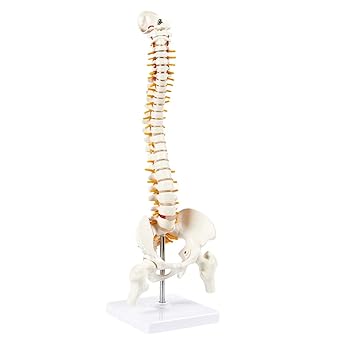 Myaskro 45cm Tall Human Vertebral Column Anatomy Spine Model for Chiropractor and Osteopath