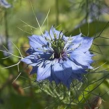 Black Cumin Nigella Sativa - Grow Now or Store for Future Planting - Capsule of 50 Seeds