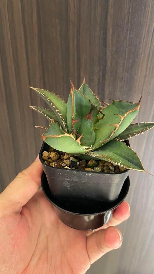 アガベ オアハカ 青葉オテロイ（現地実生）子株 アガベ オアハカ 青葉