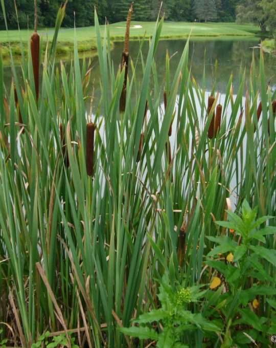 Lincolnshire Pond Plants Ltd - Typha angustifolia (Lesser Bulrush) - Marginal Pond Plants - MP118-1 / 9cm