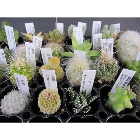 Amazon Co Jp サボテン 多肉植物 おまかせ21種セット プラグ苗 Diy 工具 ガーデン Amazon Co Jp サボテン 多肉植物 おまかせ21種セット プラグ苗 Diy 工具 ガーデン