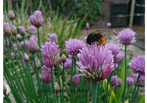 Télécharger Le paradoxe du bourdon livre En ligne