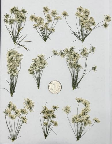 12 flores secas prensadas naturales para arte resina miniatura 3