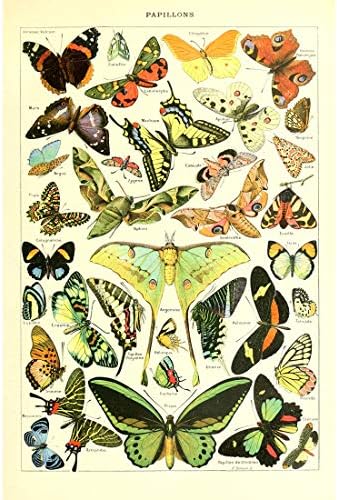 Meishe Art Poster Print Vintage Biology Botanical Science Wall Decor Sea Creature Animals Seashell Fish Marine Life Vegetables Birds Feather Butterflies Breeds Species Identification Set of 6pcs