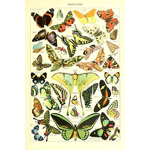 Meishe Art Poster Print Vintage Biology Botanical Science Wall Decor Sea Creature Animals Seashell Fish Marine Life Vegetables Birds Feather Butterflies Breeds Species Identification Set Of 6Pcs #TOP3