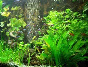 100 Aquarienpflanzen, 5 Gras, 5 Mooskugeln, Dünger