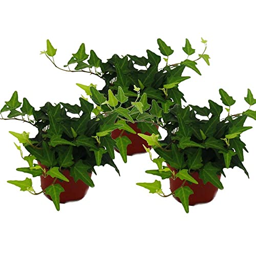 3 x hedera Helix Plants Mixed- English Ivy - Evergreen Garden Plants in 9cm pots