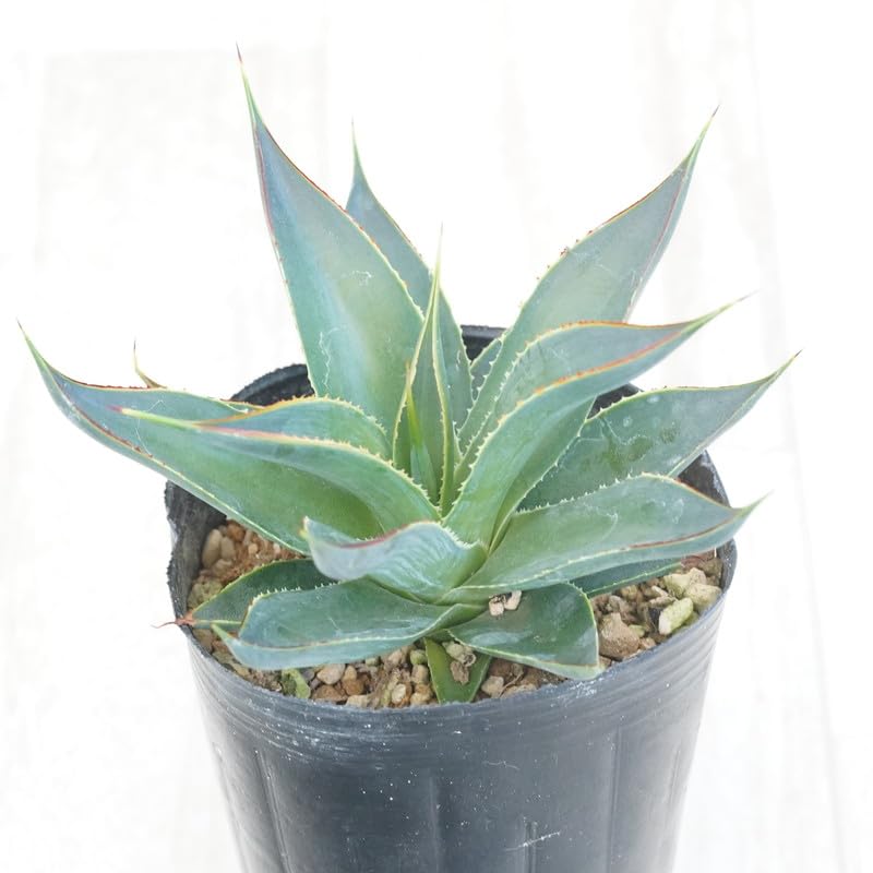 Amazon｜アガベ「ブルー・グロー」 3号ロングポット｜観葉植物