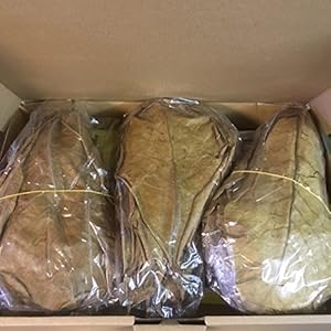 garnelenshop24de Seemandelboom bladeren met steel 20-25cm (= 250 gram > 100 stuks) Catappa Leaves topkwaliteit…