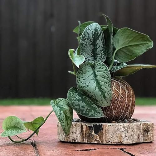 Image of American Plant Exchange Silver Splash Pothos - Live 6-Inch Potted Satin Pothos Vine, Easy-Care Air Purifying Houseplant, Fast-Growing Indoor Plant for Home, Office & Modern Tropical Indoor Decor