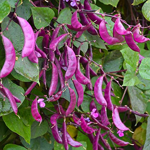 20 Pcs Non-Gmo Purple Hyacinth Bean Seeds For Planting - Grow Red Leafed Beans Lablab Purpureus Vegetable Seeds Non-Gmo #TOP3